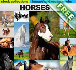 高清的俊马图片：Horses 25xUHQ